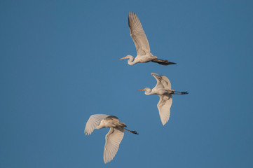 Great egrets photographed at Palermo Lakes, Buenos Aires, Argentina.