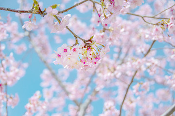 河津桜