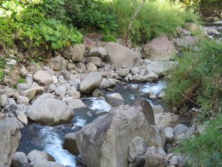 stream in forest