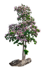 Fototapeta na wymiar Isolated Tabebuia rosea tree with pink flower on white background