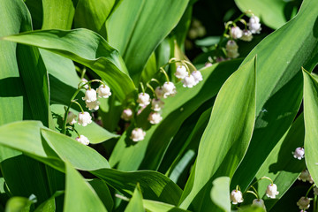 Lily of the valley flowers among green leaves