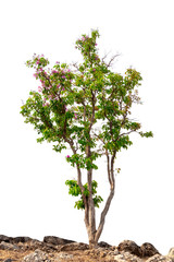 Fototapeta na wymiar Isolated Tabebuia rosea tree with pink flower on white background