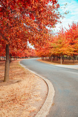 Beautiful Trees in Autumn Lining Streets of Town