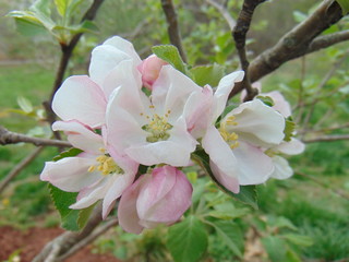 Apple tree blossoms