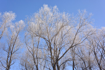 Plants covered with snow, Omsk region, Russia
