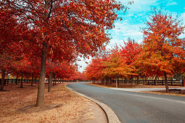 Obraz premium Beautiful Trees in Autumn Lining Streets of Town