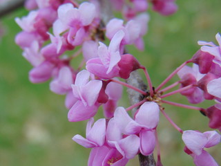 Flowering redbud tree