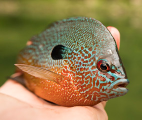 Longear Sunfish