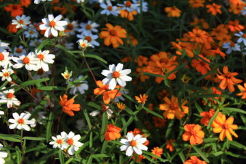 White and orange tone flower at Phu kradueng , Loei province Thailand