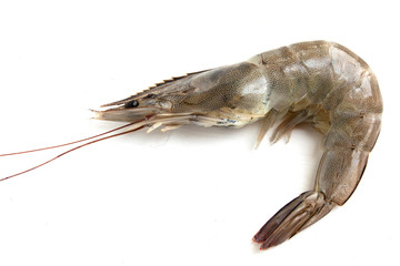 fresh shrimp isolated on white background