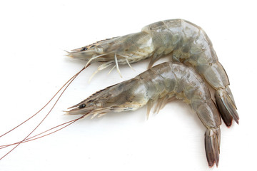  shrimp isolated on white background