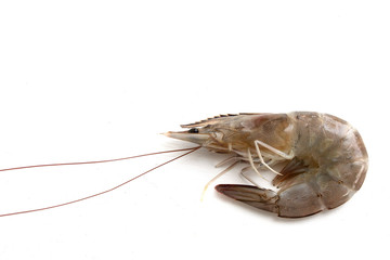 fresh shrimp isolated on white background