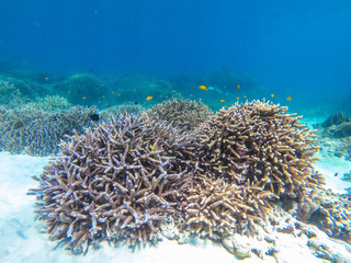 Fototapeta na wymiar beautiful coral in diving spot at Boulder island