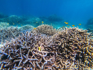 beautiful coral in diving spot at Boulder island