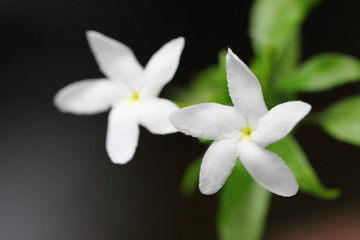 Close-up of Gardenia jasminoides Flower.JPG