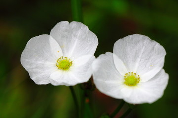 Close-up of white Arrow Head Amazon flower.