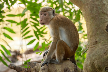 Toque Macaque (Macaca sinica), Yala National Park, Sri Lanka