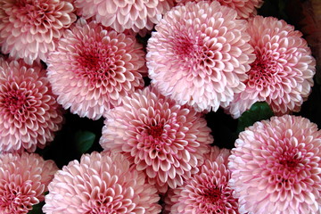 Pink Zinnia flowers