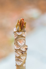  Sprouted camphor tree，Toona sinensis