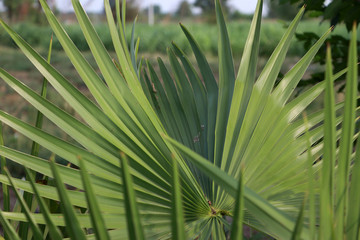 Green leaf of sugar palm with sunshine.