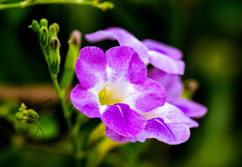 Obraz premium Purple Bignonia