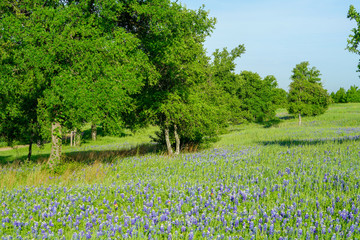 View of blooming bluebonnet wildflowers with trees along countryside near Texas Hill Country