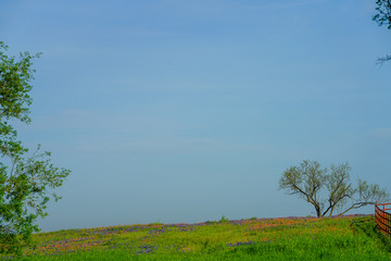 View of blooming bluebonnet wildflowers in pasture along countryside near Texas Hill Country