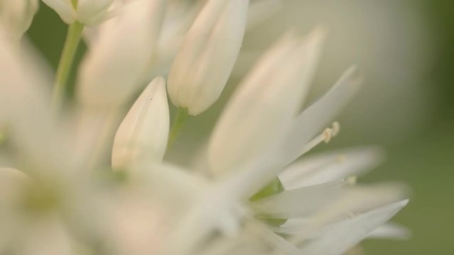 Ramsons white flowers in gentle breeze