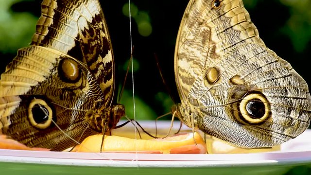 Close up of two beautiful owl butterflies feeding from orange slices