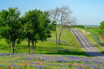 View Blooming Bluebonnet Wildflowers Along