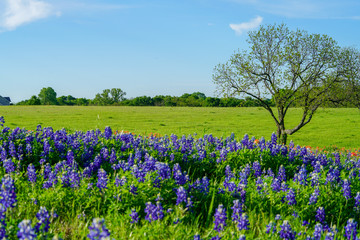 View of blooming bluebonnet wildflowers along countryside with tree near Texas Hill Country