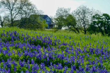 Obraz premium View of blooming bluebonnet wildflowers with blurred house background along countryside near Texas Hill Country