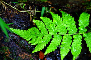Water drop on the leaf of fern
