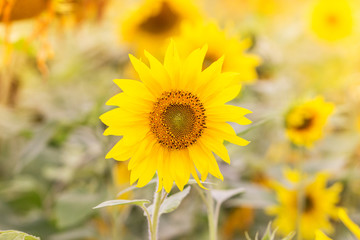 Fototapeta premium Summer background with sunflowers. Field of sunflowers.