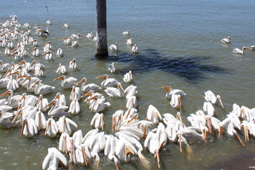 Pelicanos 14