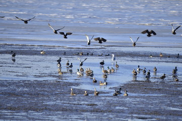 The birds of the sea