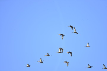 The birds of the sea