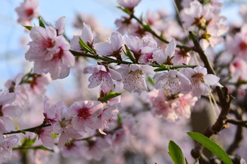 In full bloom in the peach blossom