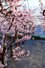 Obraz premium In full bloom in the peach blossom