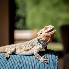 Eastern Centralian Bearded Dragon suns its self on a couch in a home