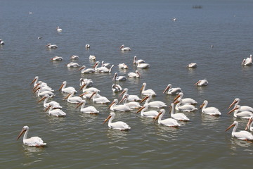 Pelicanos 10