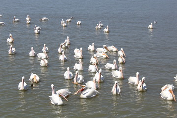 Pelicanos 7