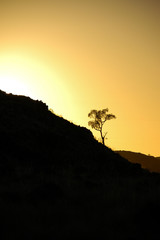 Small gum tree in silhouette by golden morning sun rise in outback Australia