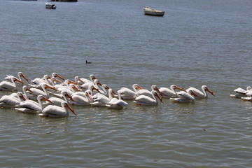 Pelicanos 2