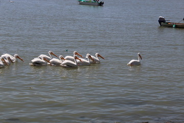 Pelicanos 1