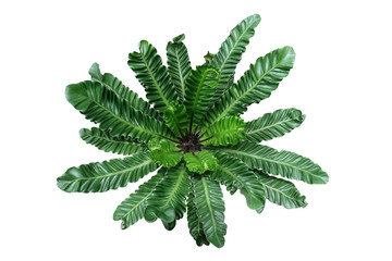 Top view of rare tropical foliage houseplant Bird’s nest fern ‘Cobra’ or Cobra plant (Asplenium nidus) with pleated or wavy green leaves isolated on white background, clipping path included.