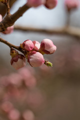 Blooming apricot flower，Prunus sibirica