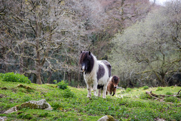 Two Shetland ponies in a field in Cornwall,  UK
