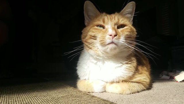 Close shot of cat resting while sitting in the sunlight coming through a window. Cat is well lit with a dark background. Cat looks interested and then goes back to resting with closed eyes.