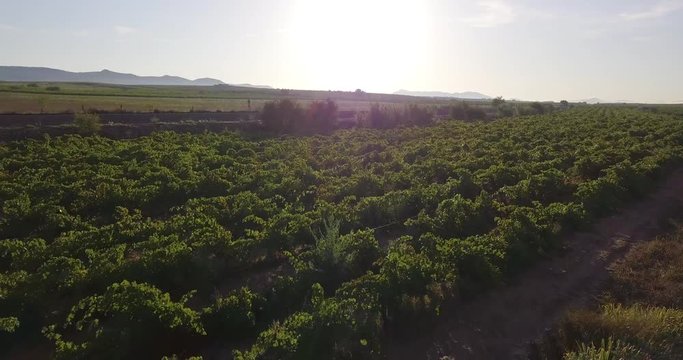 aerial image of dirt road and grape plantations in Valencia